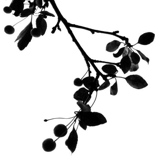 Photo, , large