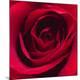 Premium Photographic Print