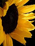 Sunlit Sunflowers II-Monika Burkhart-Photographic Print