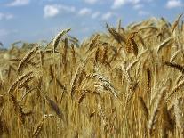 Ears of Wheat in Field-Monika Halmos-Framed Premier Image Canvas