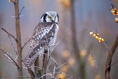 Northern Hawk Owl ( Surnia Ulula )-Monir Hossain-Photographic Print