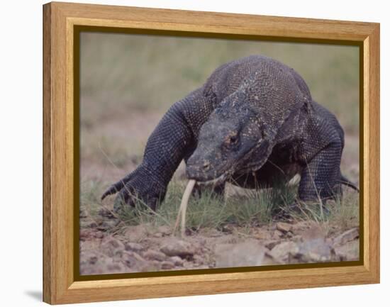 Monitor Lizard, Called the "Komodo Dragon", on the Island of Flores-Larry Burrows-Framed Premier Image Canvas