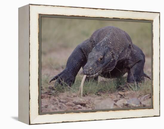 Monitor Lizard, Called the "Komodo Dragon", on the Island of Flores-Larry Burrows-Framed Premier Image Canvas