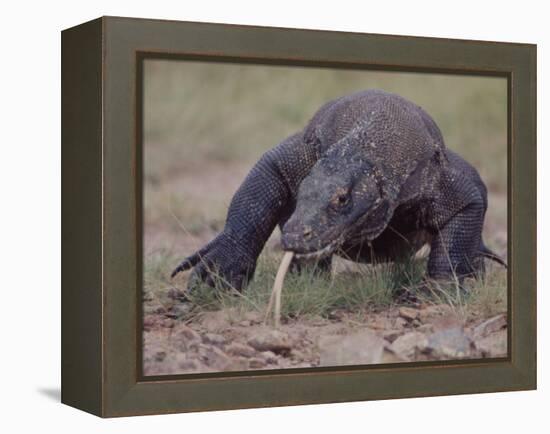 Monitor Lizard, Called the "Komodo Dragon", on the Island of Flores-Larry Burrows-Framed Premier Image Canvas