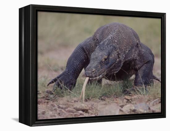 Monitor Lizard, Called the "Komodo Dragon", on the Island of Flores-Larry Burrows-Framed Premier Image Canvas