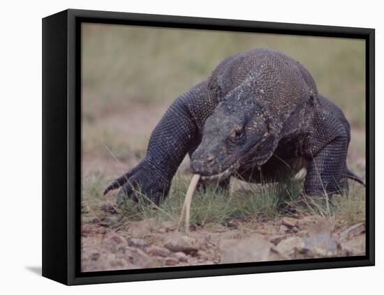 Monitor Lizard, Called the "Komodo Dragon", on the Island of Flores-Larry Burrows-Framed Premier Image Canvas