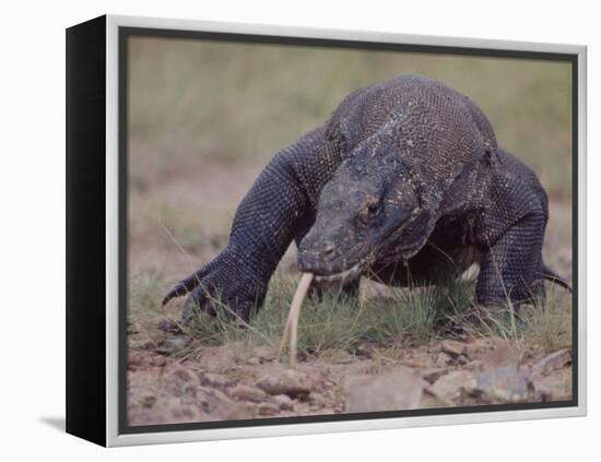 Monitor Lizard, Called the "Komodo Dragon", on the Island of Flores-Larry Burrows-Framed Premier Image Canvas