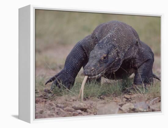 Monitor Lizard, Called the "Komodo Dragon", on the Island of Flores-Larry Burrows-Framed Premier Image Canvas