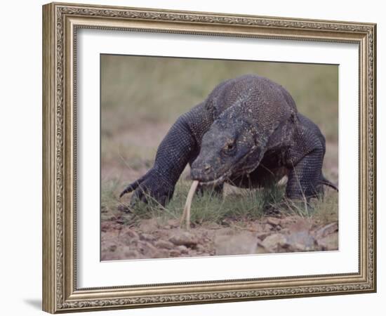 Monitor Lizard, Called the "Komodo Dragon", on the Island of Flores-Larry Burrows-Framed Photographic Print