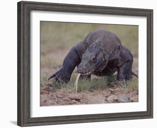 Monitor Lizard, Called the "Komodo Dragon", on the Island of Flores-Larry Burrows-Framed Photographic Print