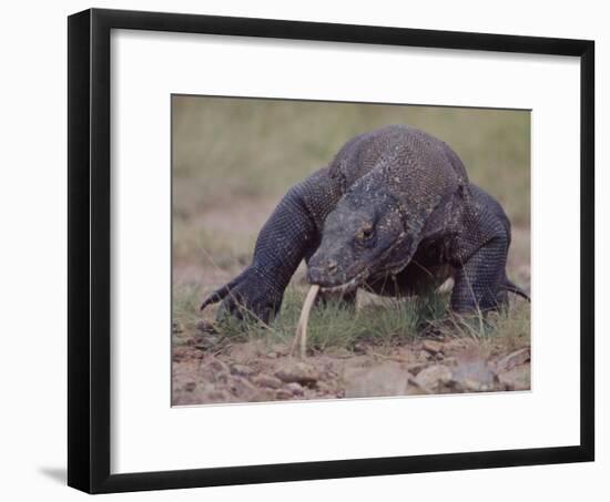 Monitor Lizard, Called the "Komodo Dragon", on the Island of Flores-Larry Burrows-Framed Photographic Print