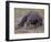 Monitor Lizard, Called the "Komodo Dragon", on the Island of Flores-Larry Burrows-Framed Photographic Print