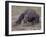 Monitor Lizard, Called the "Komodo Dragon", on the Island of Flores-Larry Burrows-Framed Photographic Print