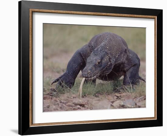 Monitor Lizard, Called the "Komodo Dragon", on the Island of Flores-Larry Burrows-Framed Photographic Print