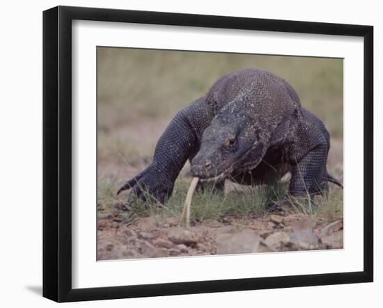 Monitor Lizard, Called the "Komodo Dragon", on the Island of Flores-Larry Burrows-Framed Photographic Print