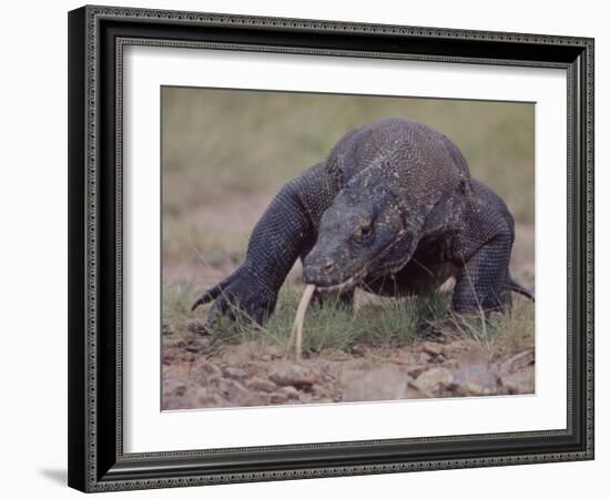 Monitor Lizard, Called the "Komodo Dragon", on the Island of Flores-Larry Burrows-Framed Photographic Print