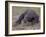 Monitor Lizard, Called the "Komodo Dragon", on the Island of Flores-Larry Burrows-Framed Photographic Print