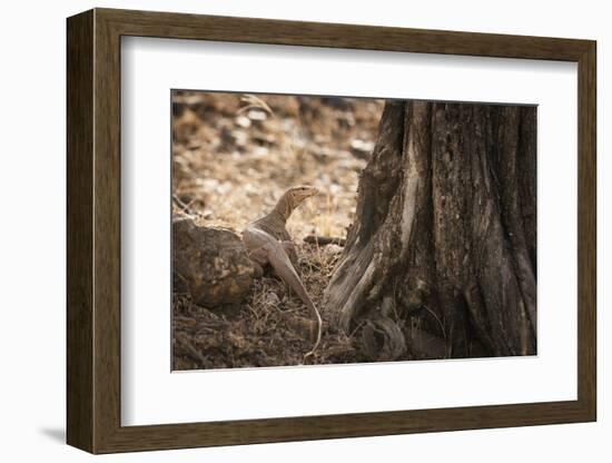 Monitor Lizard, Ranthambhore National Park, Rajasthan, India, Asia-Janette Hill-Framed Photographic Print