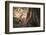 Monitor Lizard, Ranthambhore National Park, Rajasthan, India, Asia-Janette Hill-Framed Photographic Print