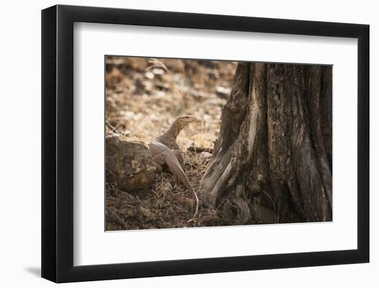 Monitor Lizard, Ranthambhore National Park, Rajasthan, India, Asia-Janette Hill-Framed Photographic Print