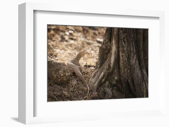 Monitor Lizard, Ranthambhore National Park, Rajasthan, India, Asia-Janette Hill-Framed Photographic Print