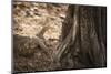 Monitor Lizard, Ranthambhore National Park, Rajasthan, India, Asia-Janette Hill-Mounted Photographic Print