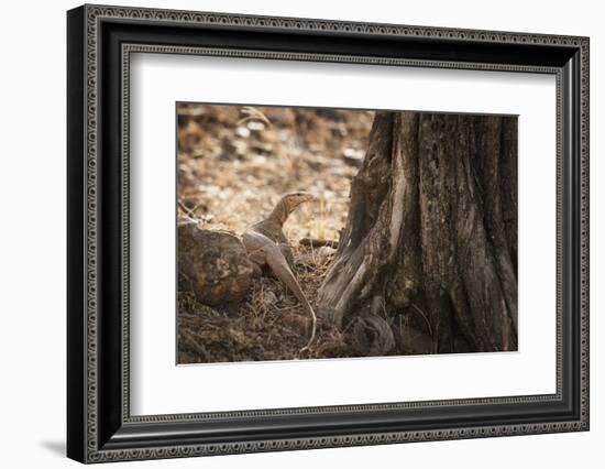 Monitor Lizard, Ranthambhore National Park, Rajasthan, India, Asia-Janette Hill-Framed Photographic Print