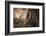 Monitor Lizard, Ranthambhore National Park, Rajasthan, India, Asia-Janette Hill-Framed Photographic Print