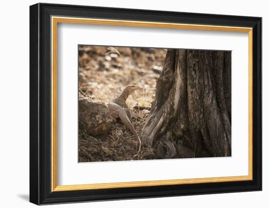 Monitor Lizard, Ranthambhore National Park, Rajasthan, India, Asia-Janette Hill-Framed Photographic Print