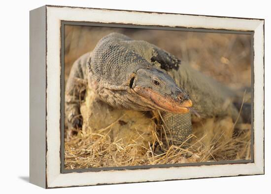 Monitor Lizard-DLILLC-Framed Premier Image Canvas