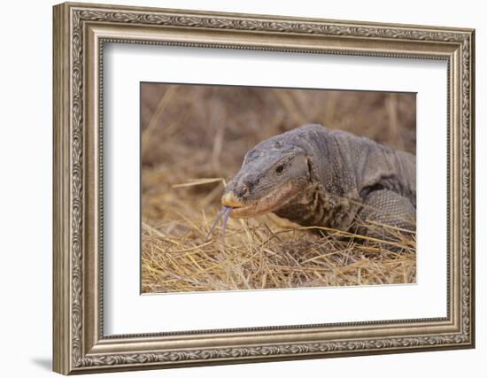 Monitor Lizard-DLILLC-Framed Photographic Print