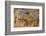 Monitor Lizard-DLILLC-Framed Photographic Print