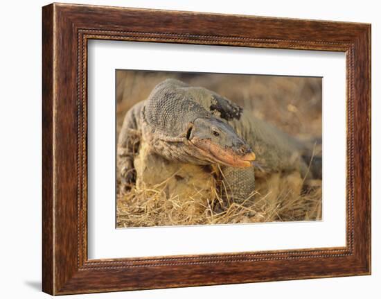 Monitor Lizard-DLILLC-Framed Photographic Print