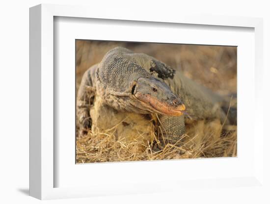 Monitor Lizard-DLILLC-Framed Photographic Print