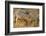 Monitor Lizard-DLILLC-Framed Photographic Print