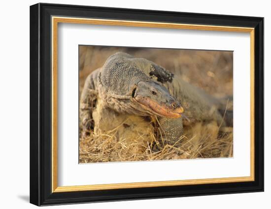 Monitor Lizard-DLILLC-Framed Photographic Print