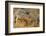 Monitor Lizard-DLILLC-Framed Photographic Print