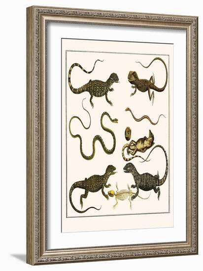 Monitors from Indonesia, Agama from Sri Lanka, Lizards, Anoles and Snakes-Albertus Seba-Framed Art Print