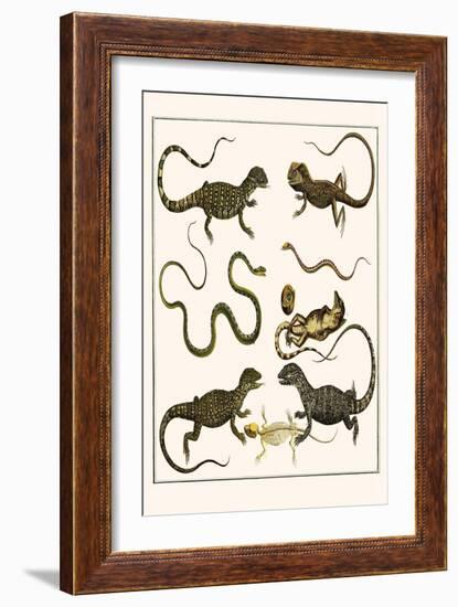 Monitors from Indonesia, Agama from Sri Lanka, Lizards, Anoles and Snakes-Albertus Seba-Framed Art Print