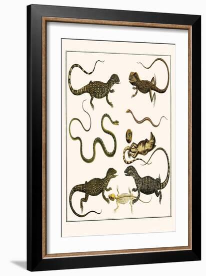 Monitors from Indonesia, Agama from Sri Lanka, Lizards, Anoles and Snakes-Albertus Seba-Framed Art Print