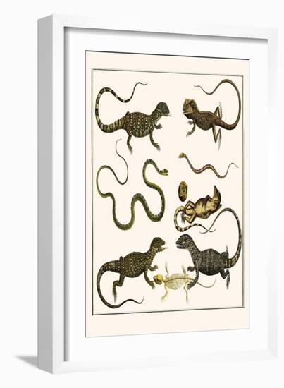 Monitors from Indonesia, Agama from Sri Lanka, Lizards, Anoles and Snakes-Albertus Seba-Framed Art Print