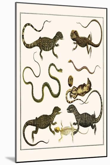 Monitors from Indonesia, Agama from Sri Lanka, Lizards, Anoles and Snakes-Albertus Seba-Mounted Art Print