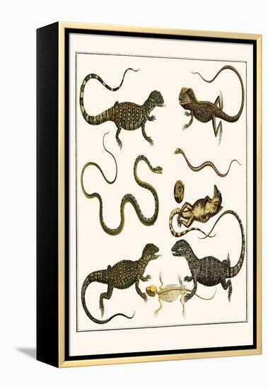 Monitors from Indonesia, Agama from Sri Lanka, Lizards, Anoles and Snakes-Albertus Seba-Framed Stretched Canvas