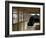 Monk Inside Eiheiji Temple, Headquarters of the Soto Sect of Zen Buddhism, Fukui, Japan-null-Framed Photographic Print