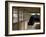 Monk Inside Eiheiji Temple, Headquarters of the Soto Sect of Zen Buddhism, Fukui, Japan-null-Framed Photographic Print