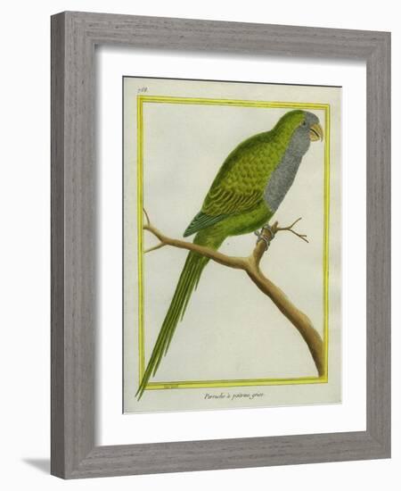 Monk Parakeet-Georges-Louis Buffon-Framed Giclee Print