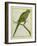 Monk Parakeet-Georges-Louis Buffon-Framed Giclee Print