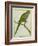 Monk Parakeet-Georges-Louis Buffon-Framed Giclee Print