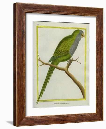 Monk Parakeet-Georges-Louis Buffon-Framed Giclee Print