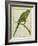 Monk Parakeet-Georges-Louis Buffon-Framed Giclee Print